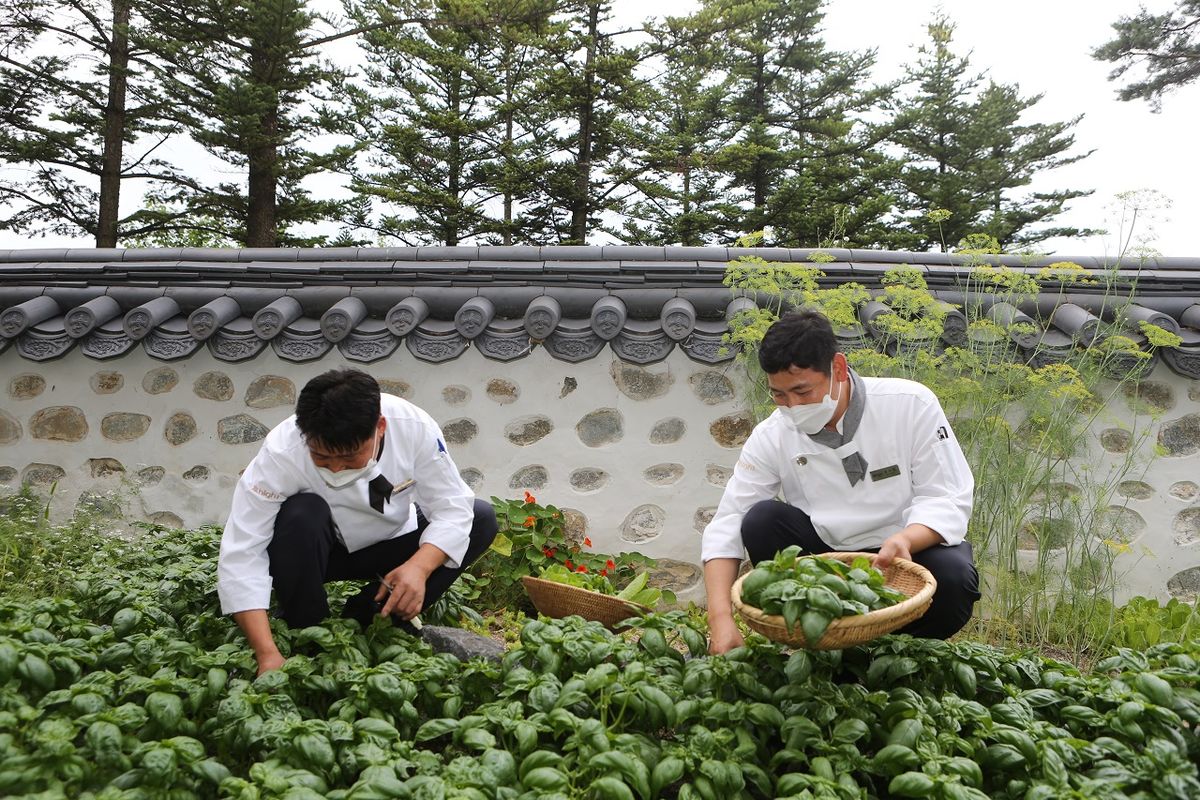 This is a must visit South Korae resort  -  “Organic Farm”, an eco-friendly kitchen garden grown by the chefs
