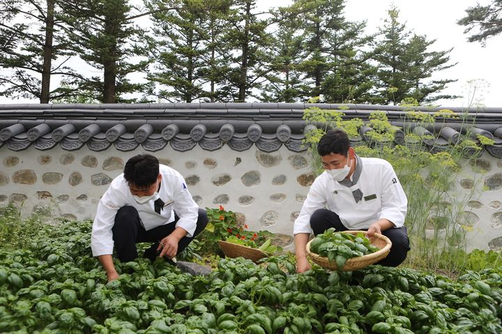 This is a must visit South Korae resort  -  “Organic Farm”, an eco-friendly kitchen garden grown by the chefs